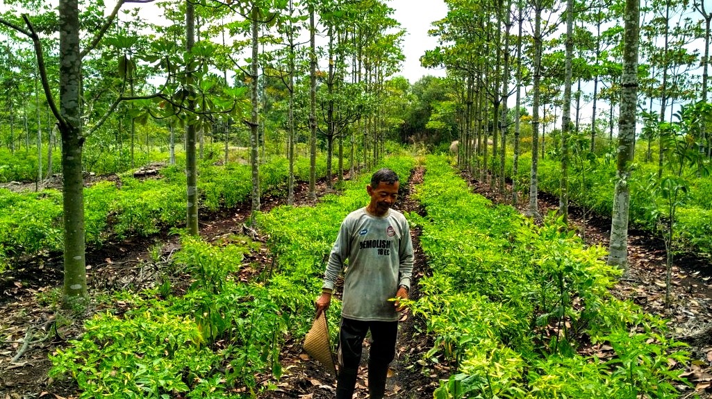 Mengapa Agroforestry Penting bagi Ketahanan Ekologi Daerah
