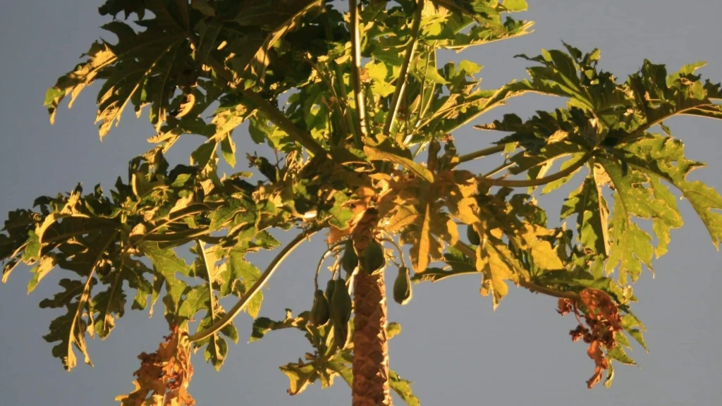 Manfaat Penanaman Pohon Produktif bagi Ekonomi Warga